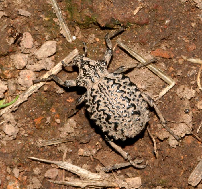 Brachycerus barbarus di Sardegna